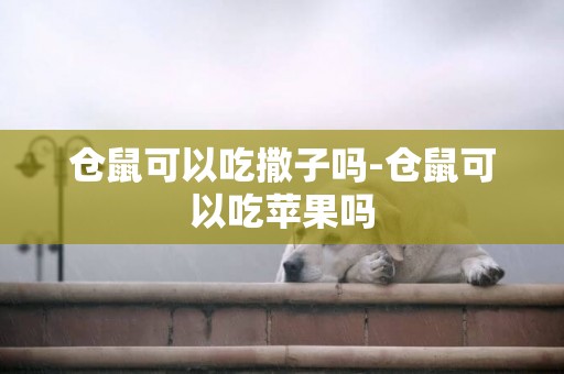 倉鼠可以吃撒子嗎-倉鼠可以吃蘋果嗎
