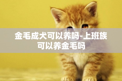 金毛成犬可以養嗎-上班族可以養金毛嗎
