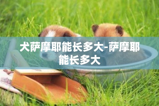 犬薩摩耶能長多大-薩摩耶能長多大