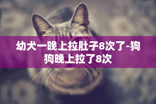 幼犬一晚上拉肚子8次了-狗狗晚上拉了8次