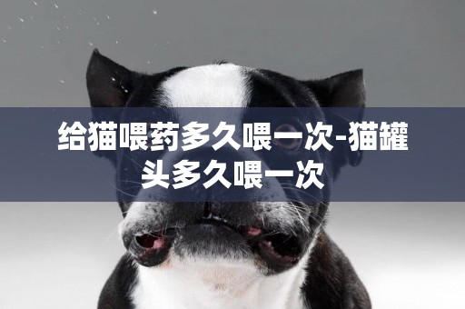 給貓喂藥多久喂一次-貓罐頭多久喂一次
