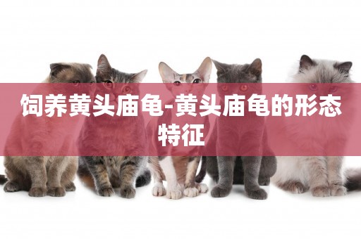 飼養黃頭廟龜-黃頭廟龜的形態特征