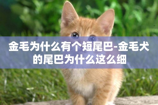 金毛為什么有個短尾巴-金毛犬的尾巴為什么這么細