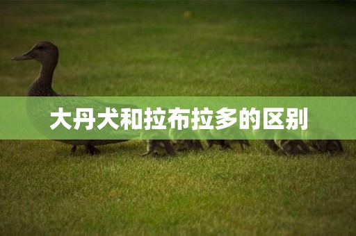 大丹犬和拉布拉多的區別