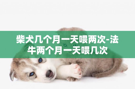 柴犬幾個月一天喂兩次-法牛兩個月一天喂幾次