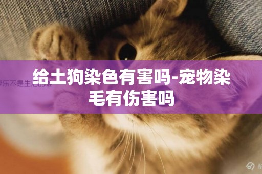 給土狗染色有害嗎-寵物染毛有傷害嗎