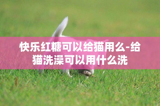 快樂紅糖可以給貓用么-給貓洗澡可以用什么洗