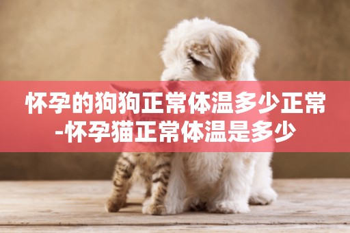 懷孕的狗狗正常體溫多少正常-懷孕貓正常體溫是多少