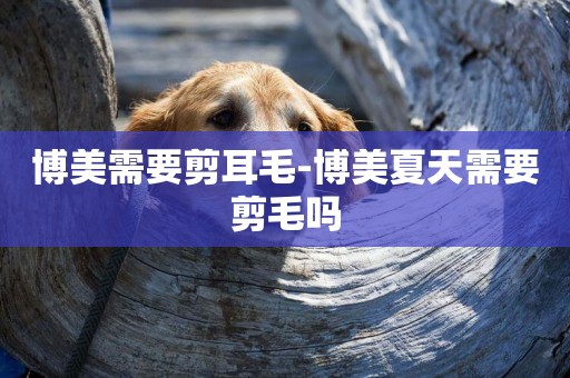 博美需要剪耳毛-博美夏天需要剪毛嗎