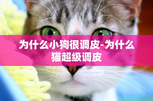 為什么小狗很調皮-為什么貓超級調皮