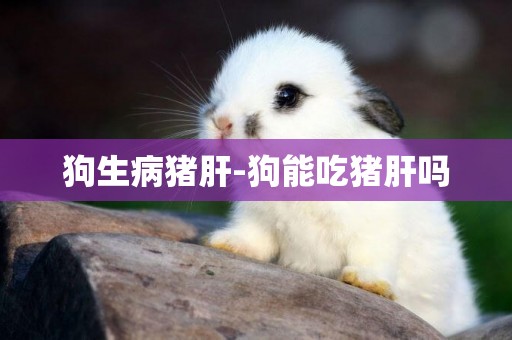 狗生病豬肝-狗能吃豬肝嗎