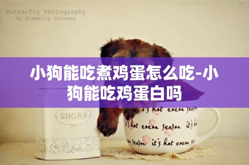 小狗能吃煮雞蛋怎么吃-小狗能吃雞蛋白嗎