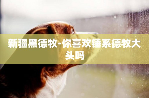 新疆黑德牧-你喜歡錘系德牧大頭嗎