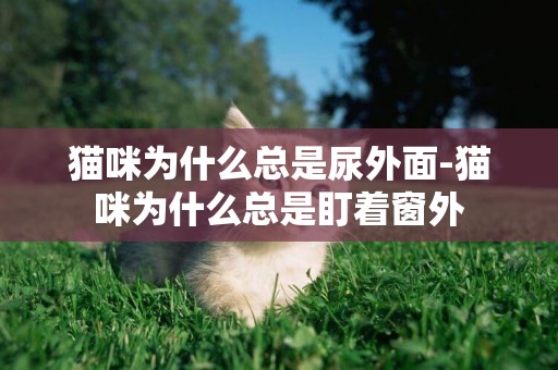 貓咪為什么總是尿外面-貓咪為什么總是盯著窗外