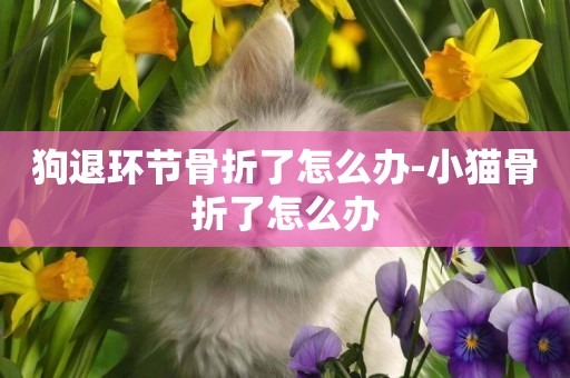 狗退環節骨折了怎么辦-小貓骨折了怎么辦