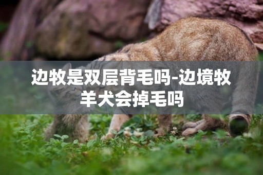 邊牧是雙層背毛嗎-邊境牧羊犬會掉毛嗎