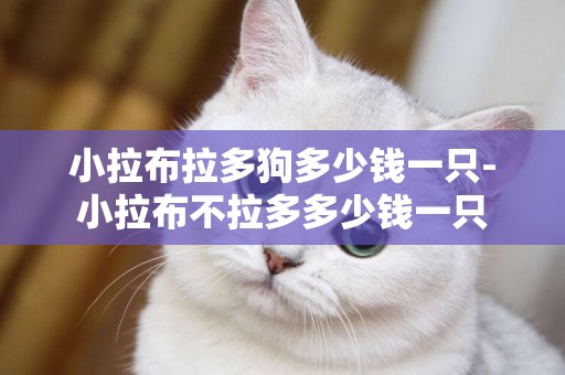 小拉布拉多狗多少錢一只-小拉布不拉多多少錢一只