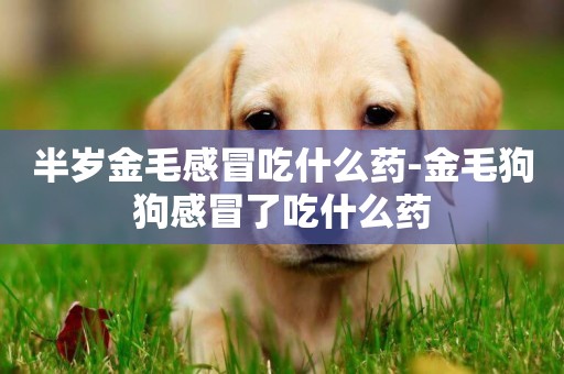 半歲金毛感冒吃什么藥-金毛狗狗感冒了吃什么藥