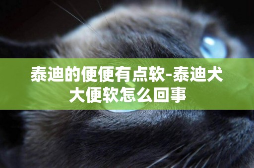 泰迪的便便有點軟-泰迪犬大便軟怎么回事