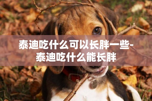 泰迪吃什么可以長胖一些-泰迪吃什么能長胖