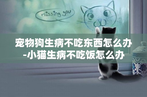 寵物狗生病不吃東西怎么辦-小貓生病不吃飯怎么辦
