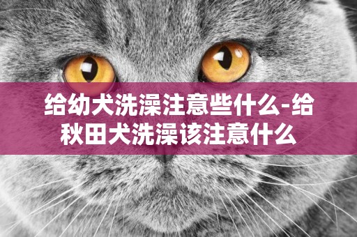 給幼犬洗澡注意些什么-給秋田犬洗澡該注意什么