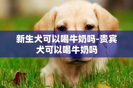 新生犬可以喝牛奶嗎-貴賓犬可以喝牛奶嗎