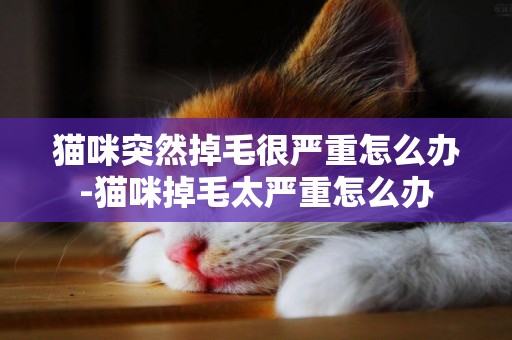 貓咪突然掉毛很嚴重怎么辦-貓咪掉毛太嚴重怎么辦