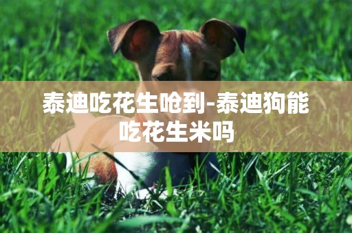 泰迪吃花生嗆到-泰迪狗能吃花生米嗎