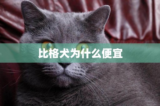 比格犬為什么便宜