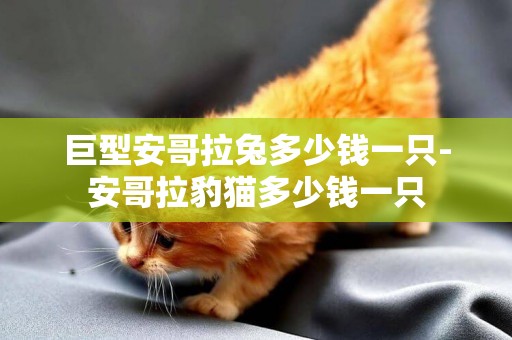 巨型安哥拉兔多少錢一只-安哥拉豹貓多少錢一只