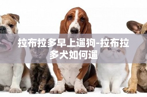 拉布拉多早上遛狗-拉布拉多犬如何遛