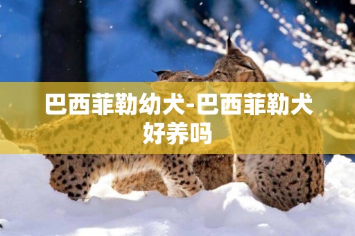 巴西菲勒幼犬-巴西菲勒犬好養嗎