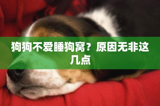 狗狗不愛睡狗窩？原因無非這幾點