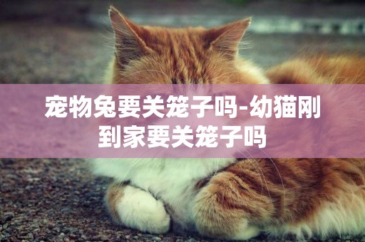 寵物兔要關籠子嗎-幼貓剛到家要關籠子嗎