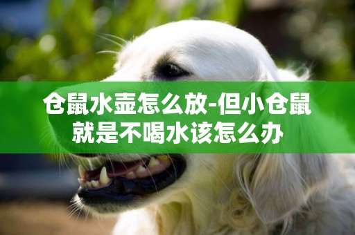 倉鼠水壺怎么放-但小倉鼠就是不喝水該怎么辦