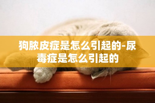 狗膿皮癥是怎么引起的-尿毒癥是怎么引起的