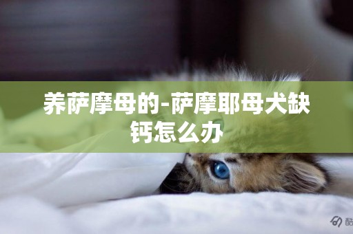 養薩摩母的-薩摩耶母犬缺鈣怎么辦