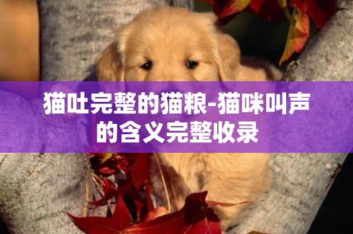貓吐完整的貓糧-貓咪叫聲的含義完整收錄