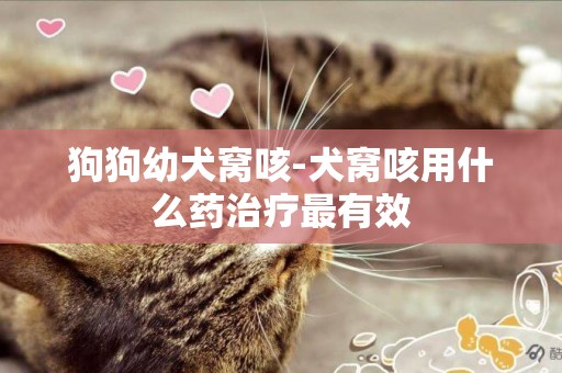 狗狗幼犬窩咳-犬窩咳用什么藥治療最有效