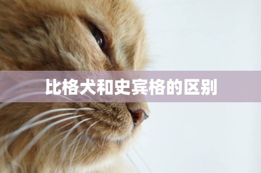 比格犬和史賓格的區別