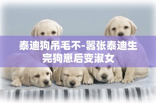 泰迪狗吊毛不-囂張泰迪生完狗崽后變淑女