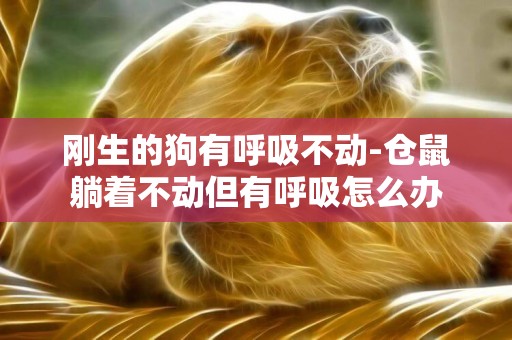 剛生的狗有呼吸不動-倉鼠躺著不動但有呼吸怎么辦