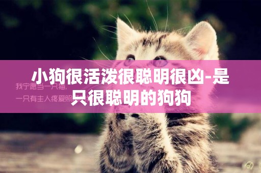 小狗很活潑很聰明很兇-是只很聰明的狗狗