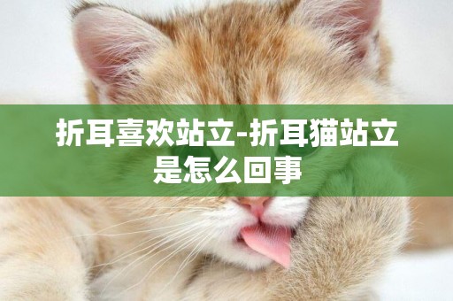 折耳喜歡站立-折耳貓站立是怎么回事