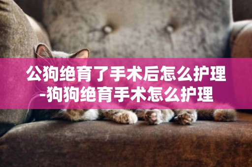 公狗絕育了手術后怎么護理-狗狗絕育手術怎么護理