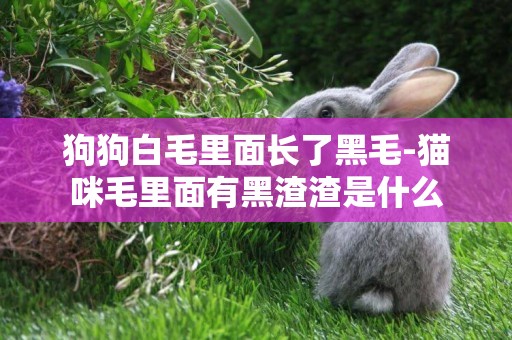 狗狗白毛里面長了黑毛-貓咪毛里面有黑渣渣是什么
