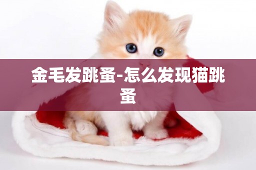 金毛發跳蚤-怎么發現貓跳蚤