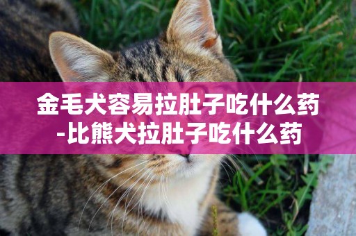 金毛犬容易拉肚子吃什么藥-比熊犬拉肚子吃什么藥