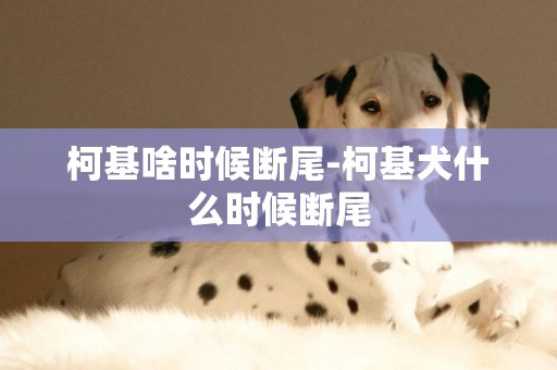 柯基啥時候斷尾-柯基犬什么時候斷尾